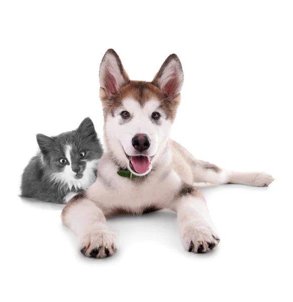 Кошка и собака вместе — стоковое фото