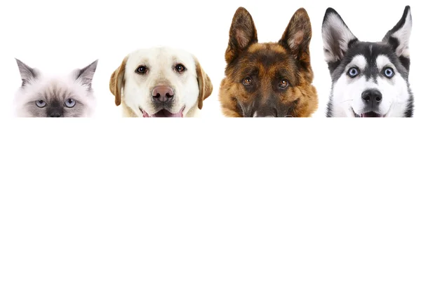 Group of dogs and cat — Stock Photo, Image