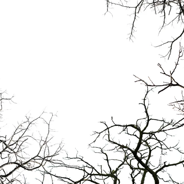 Branches d'arbres sans feuilles — Photo