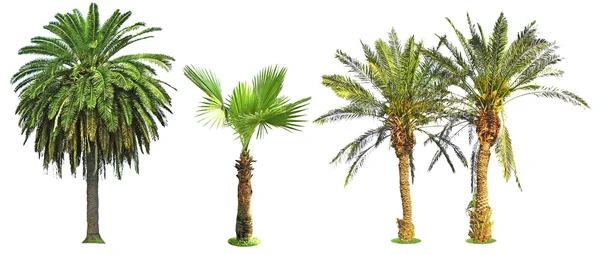 Palm trees isolated — Stock Photo, Image