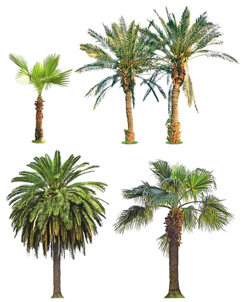 Palm trees isolated — Stock Photo, Image