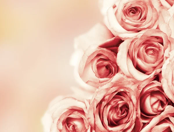 Vackra rosor blommor — Stockfoto