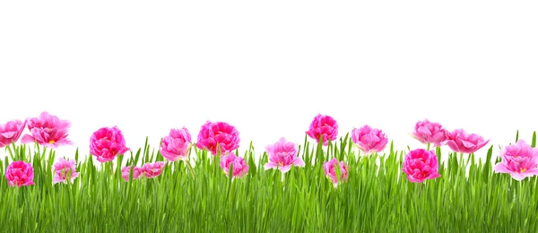 Schöner Garten mit Blume — Stockfoto