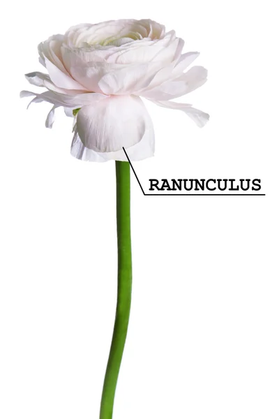 Ranuncolo bianco su bianco — Foto Stock