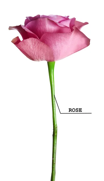 Róża odizolowana na białym — Zdjęcie stockowe