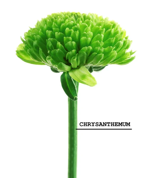 Grüne Chrysantheme, isoliert — Stockfoto