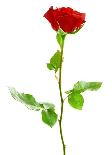 Beautiful red rose — Stock Photo, Image