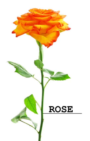 Sárga Rózsa, elszigetelt — Stock Fotó
