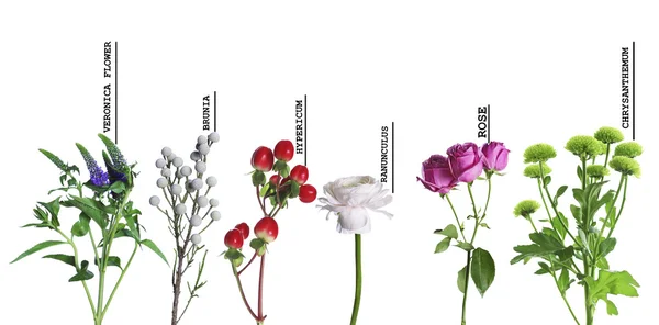 아름 다운 다양 한 꽃 — 스톡 사진
