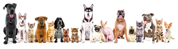 Gruppe sitzender Katzen und Hunde — Stockfoto