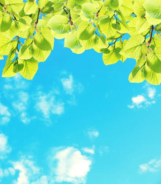 Hojas verdes en el árbol — Foto de Stock