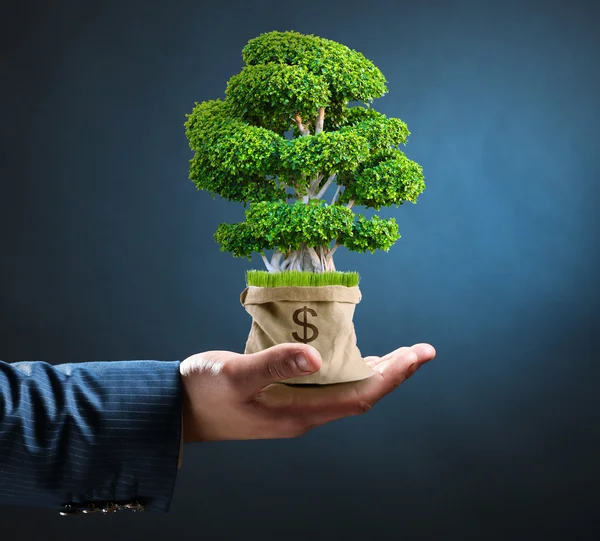 Mužské ruky hospodářství Zelený strom — Stock fotografie