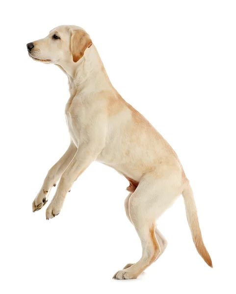 Ładny pies labrador — Zdjęcie stockowe