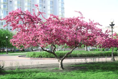 İlkbaharda açan ağaç 