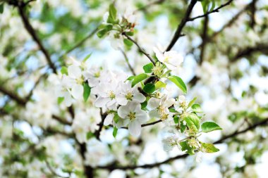 Yeni gelişen ağaç bahar