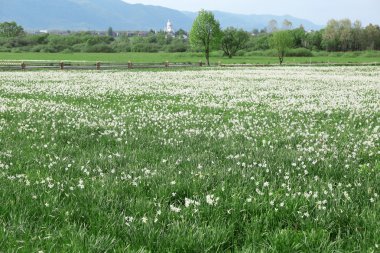Güzel nergis çiçekleri  