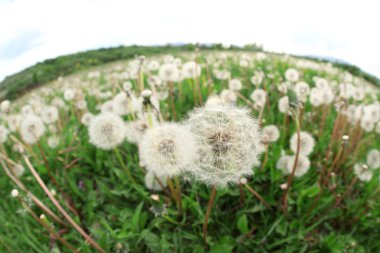 karahindiba güzel çiçekler  