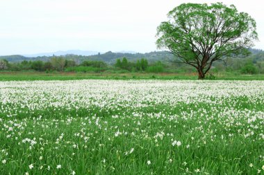 Güzel nergis çiçekleri