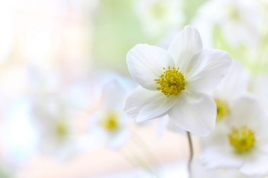 güzel beyaz çiçekler