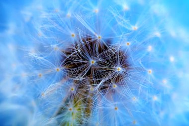 karahindiba tohum kafa