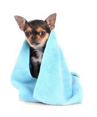 Banyo sonra Chihuahua köpek yavrusu 