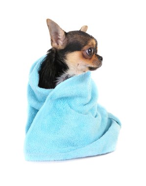 Banyo sonra Chihuahua köpek yavrusu 