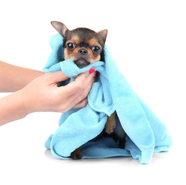 Kadın sahibi köpek yıkama 