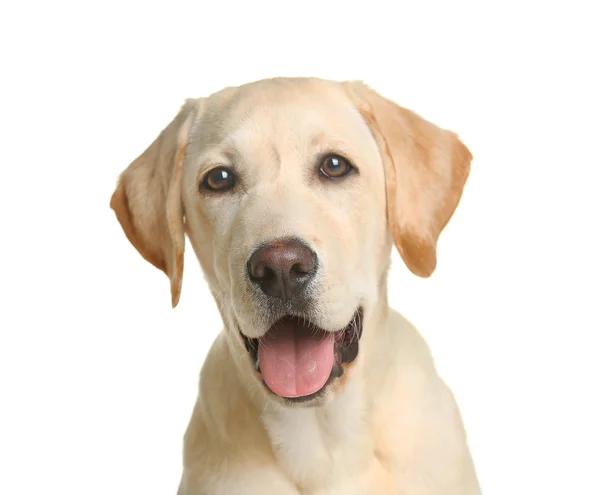 Cane labrador carino — Foto Stock