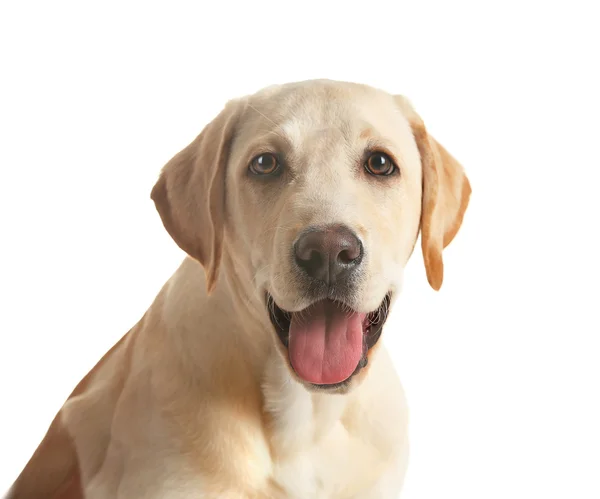 Χαριτωμένος σκύλος labrador — Φωτογραφία Αρχείου