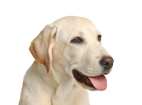 Cão labrador bonito — Fotografia de Stock