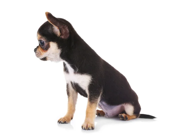 Chihuahua cachorro após o banho — Fotografia de Stock