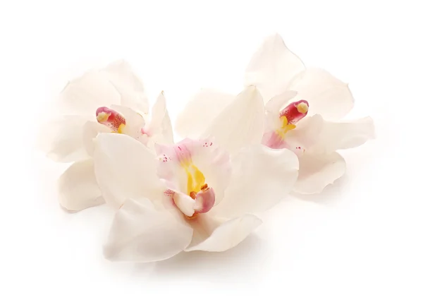 Mooie witte orchideeën — Stockfoto