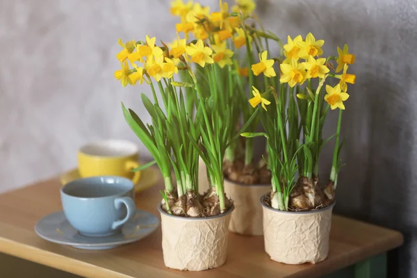 Beautiful narcissus and cups — Stock Photo, Image