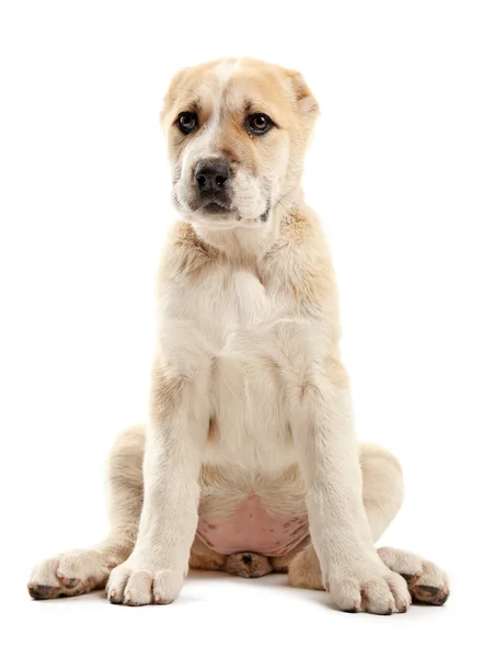 Central Asian Shepherd puppy — Stock Photo, Image