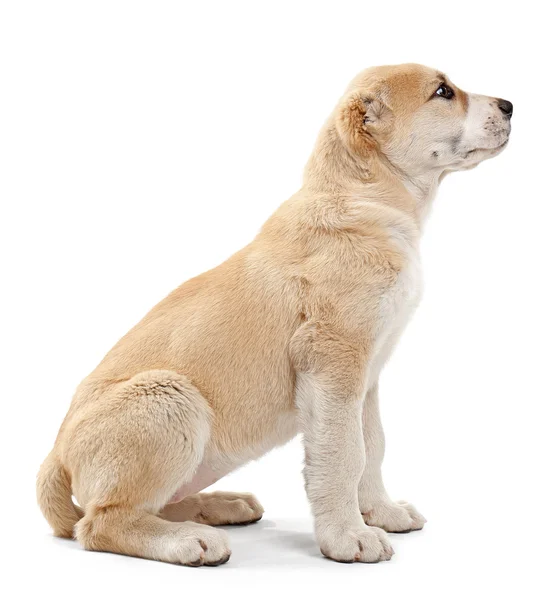 Central Asian Shepherd puppy — Stock Photo, Image