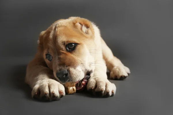 Central Asian Shepherd puppy