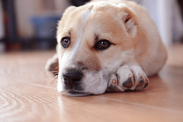 中亚牧羊犬小狗 — 图库照片