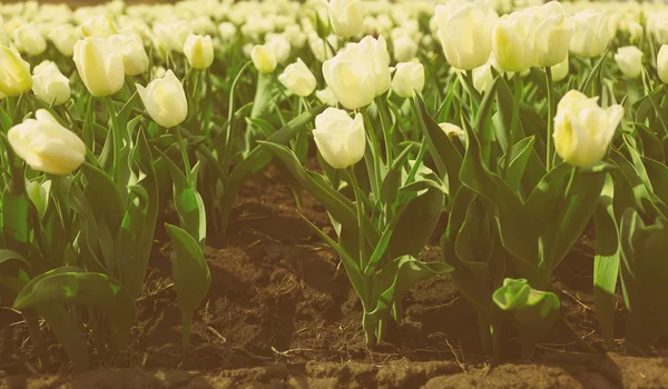 Kleurrijke tulpen veld — Stockfoto