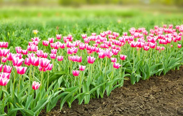 Campo de tulipas coloridas — Fotografia de Stock