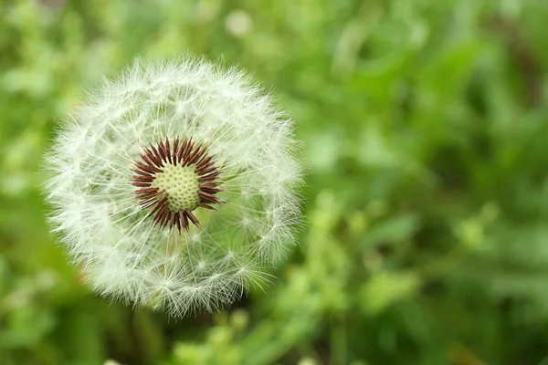 Paardebloem op groene weide — Stockfoto