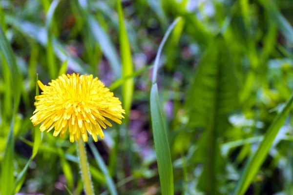 緑の牧草地にタンポポ — ストック写真