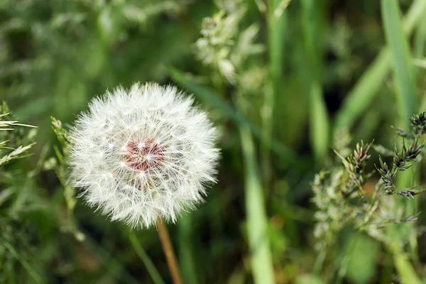 Diente de león en prado verde —  Fotos de Stock