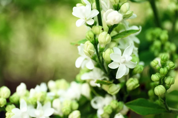 Blooming lilac on background — Stock Photo, Image