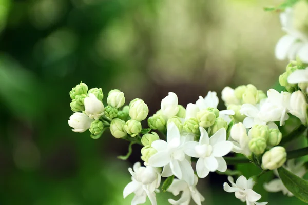 Blooming lilac on background — Stock Photo, Image