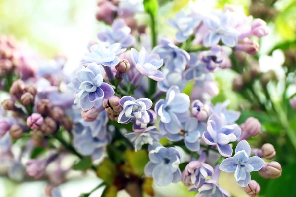 Floração lilás no fundo — Fotografia de Stock