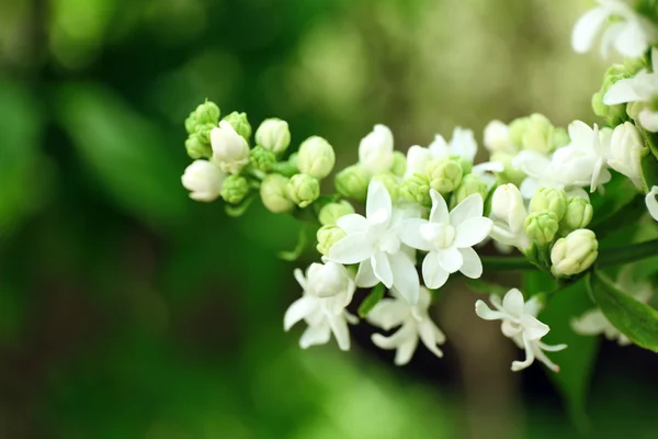 Lilas en fleurs sur fond — Photo