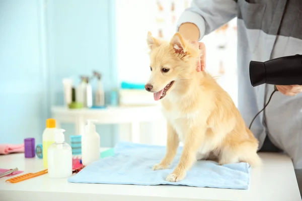 Spitz på groomer salong — Stockfoto