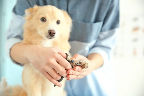 Spitz på groomer salon - Stock-foto