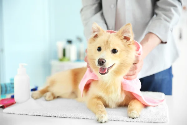 Spitz no salão de groomer — Fotografia de Stock