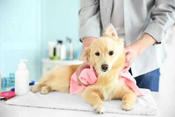 Spitz på groomer salong — Stockfoto